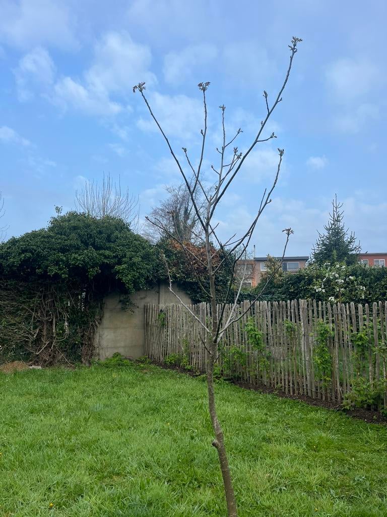 Notenboom. Ongeveer 4m hoog., Tuin en Terras, Ophalen, Overige soorten, 400 cm of meer