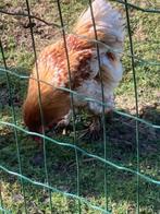 brahma hanen, Mâle, Poule ou poulet