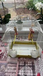 Vogel kooi, Ophalen, Gebruikt, Metaal, Vogelkooi