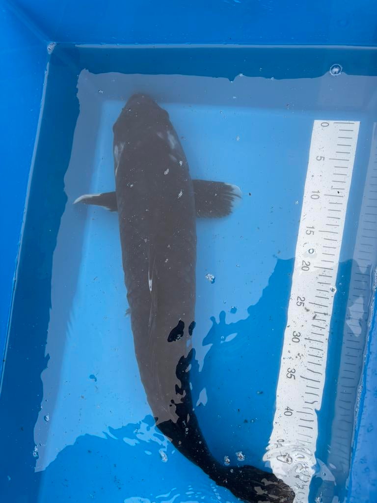 Black diamond met certificaat 66 cm, Karper of Koi