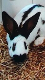 Konijnen, Dieren en Toebehoren, Konijnen