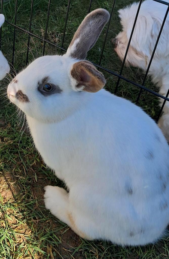 Lapin nain, Animaux & Accessoires, Lapins, Nain, Femelle, 0 à 2 ans