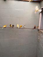 Kanaries harlekijnen geel en oranje, Dieren en Toebehoren