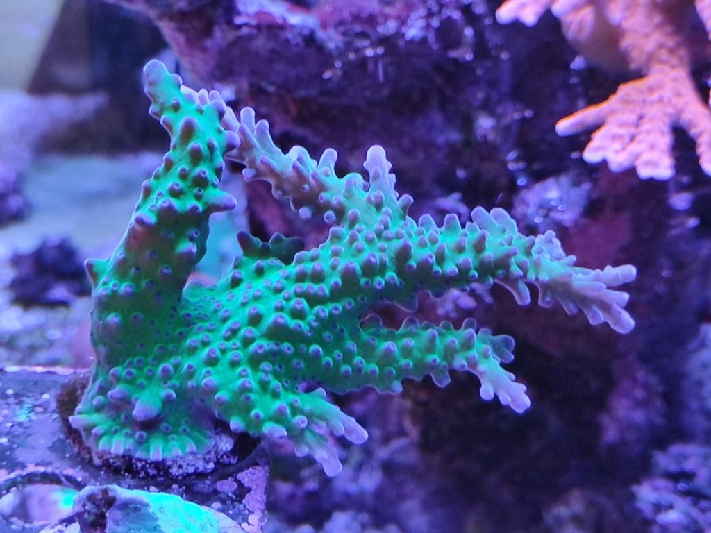 Acropora, Animaux & Accessoires, Enlèvement
