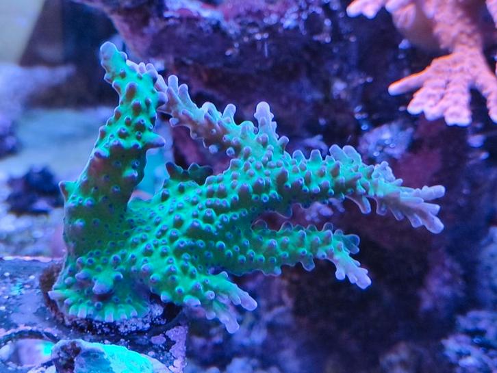 Acropora, Dieren en Toebehoren, Vissen | Aquaria en Toebehoren, Ophalen
