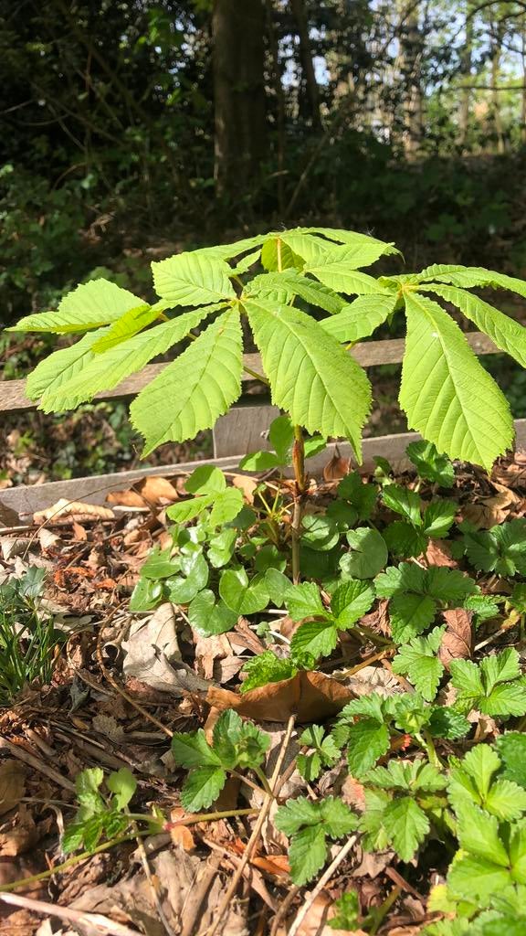 Wilde kastanjelaar, Ophalen