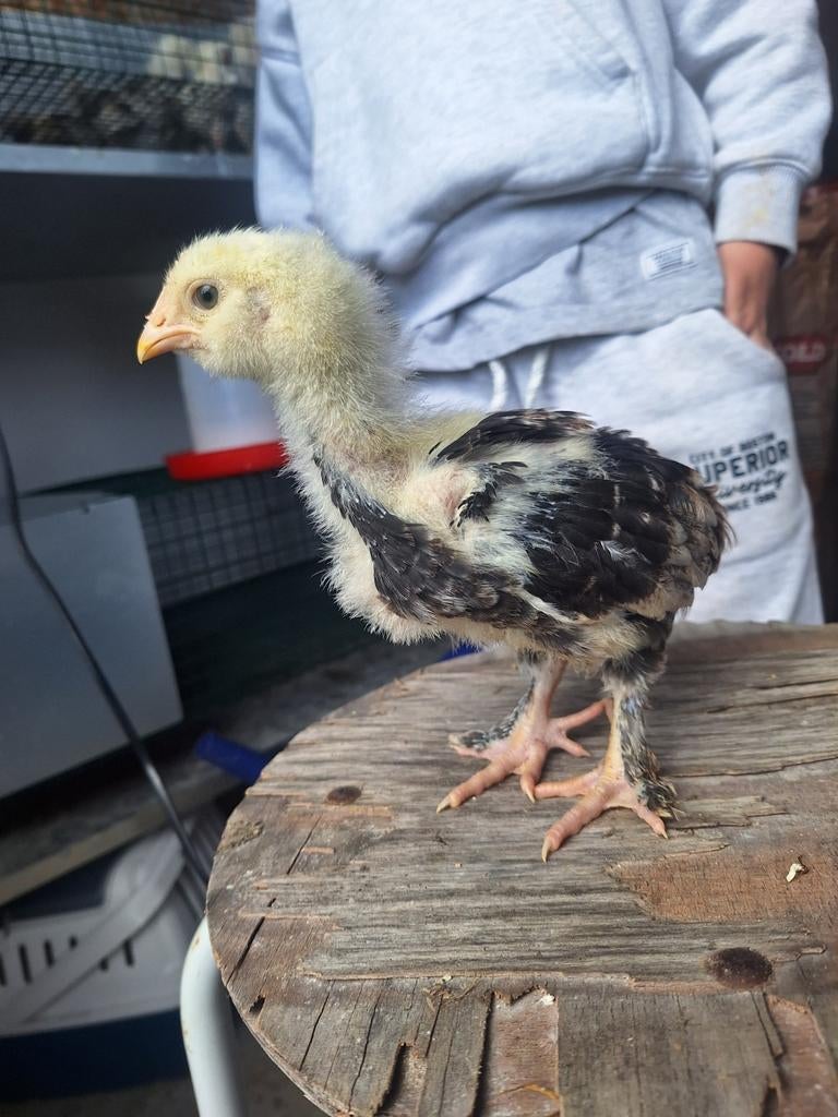 Duitse faverolles haantjes groothoender, Mâle, Poule ou poulet
