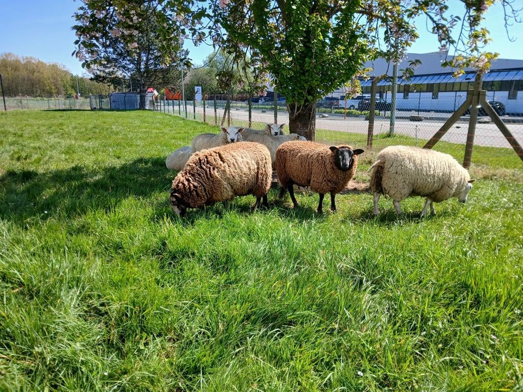 Stamboek blauwe swifter jaarlingen