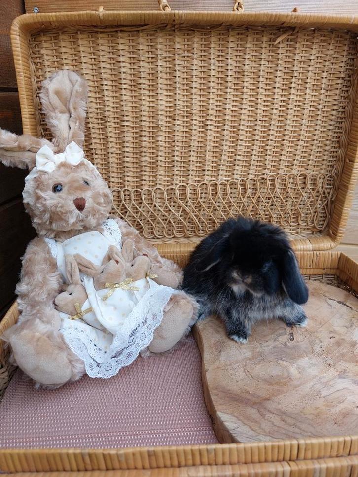 Minilop rammetje, Animaux & Accessoires, Lapins, Nain, Mâle, 0 à 2 ans, Oreilles tombantes