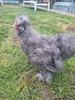 Usa zijdehoen haan, Dieren en Toebehoren, Mannelijk, Kip