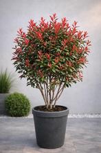 Photinia Carré Rouge meerstam, Enlèvement
