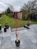 Acer/Japanse Esdoorn Sangokaku, Tuin en Terras, Planten | Bomen, Ophalen, Herfst