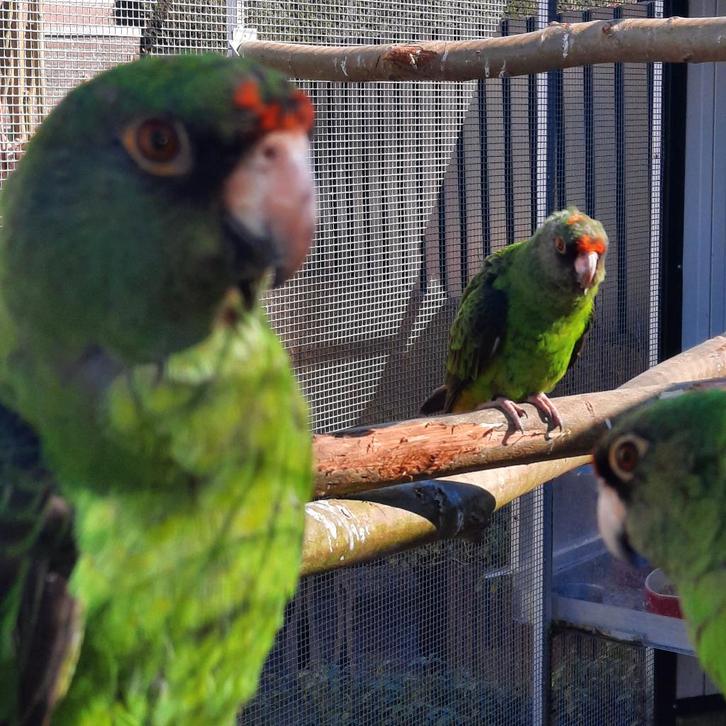 1-0 Poicephalus Gulielmi MASSAICUS / Jardine-papegaai en..., Dieren en Toebehoren, Vogels | Parkieten en Papegaaien, Papegaai