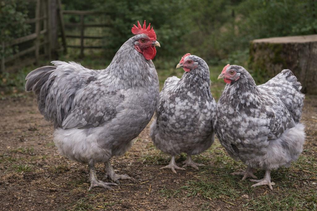 Orpington Broedeieren in bijzondere kleuren, Dieren en Toebehoren, Pluimvee, Kip, Meerdere dieren