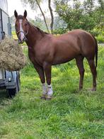 Bomproof AQHA merrie, Quarter, kinderpony, fokmerrie, Animaux & Accessoires, Chevaux, Jument