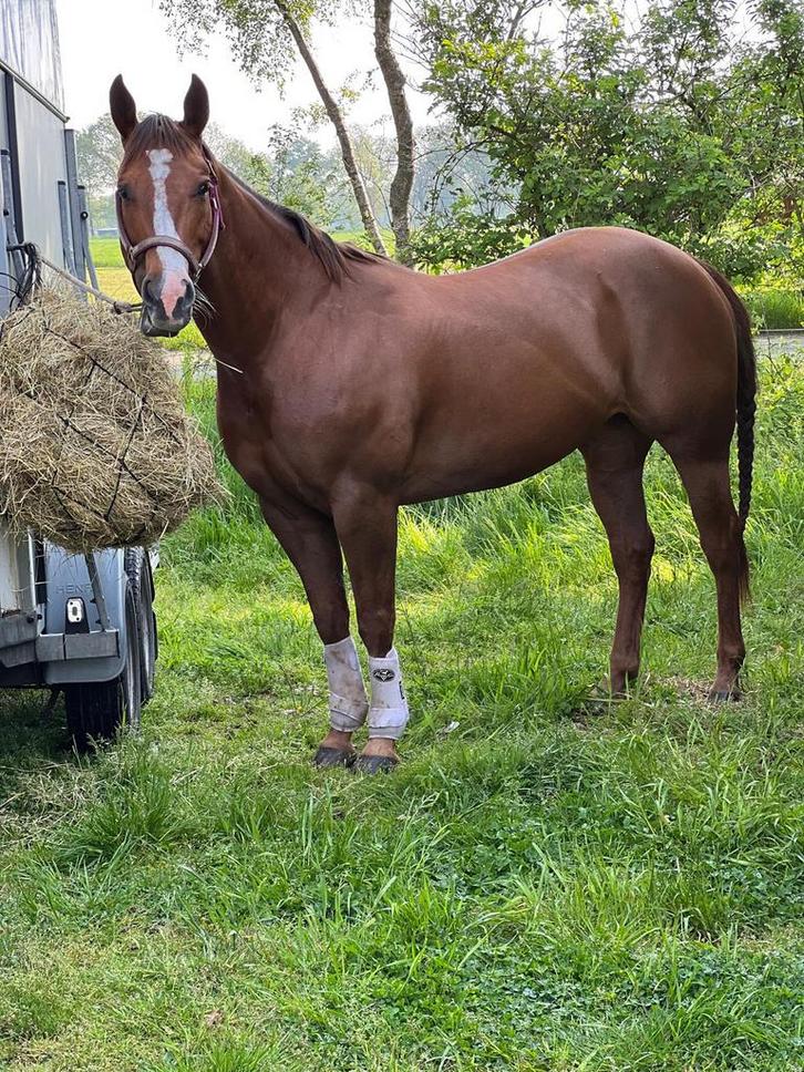 Bomproof AQHA merrie, Quarter, kinderpony, fokmerrie, Animaux & Accessoires, Chevaux, Jument