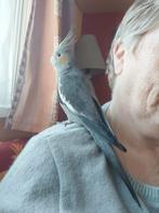 Calopsitte femelle, Animaux & Accessoires, Femelle, Bagué