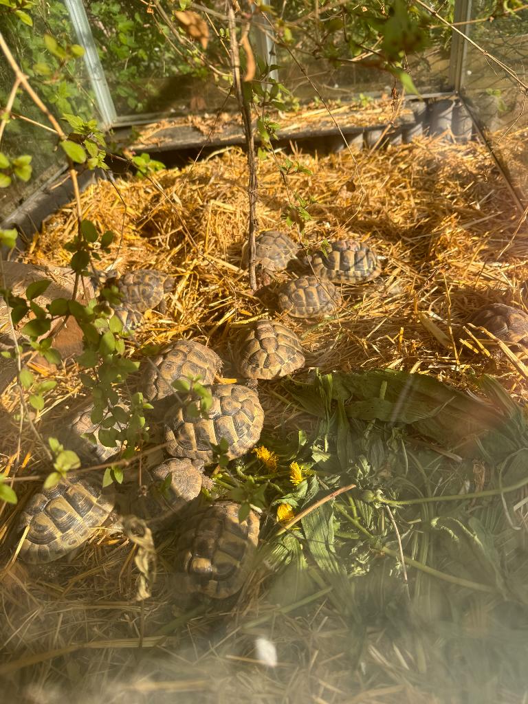 Landschildpadden, Dieren en Toebehoren, Schildpad, 0 tot 2 jaar