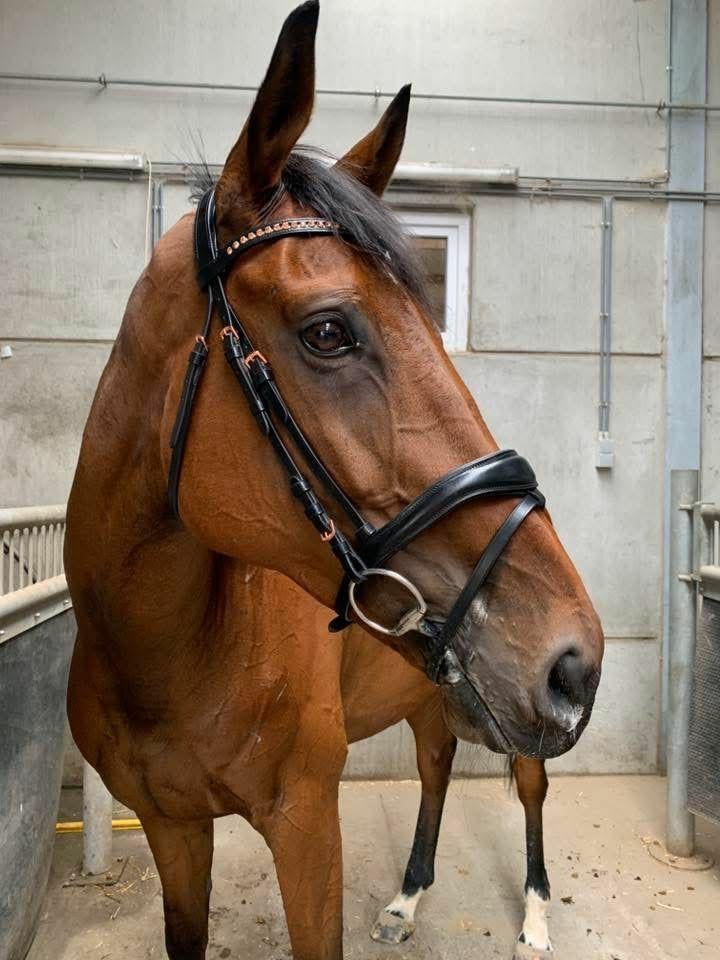 Halve stal gezocht voor 8-jarige dressuur ruin te Londerzeel