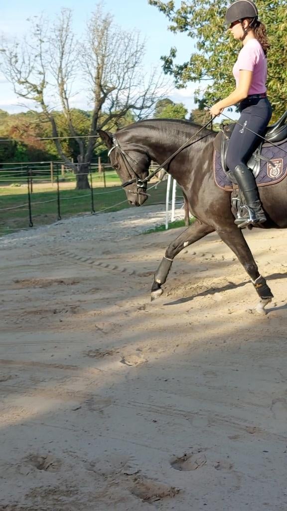 Mooie, getalenteerde 4-jarige zwarte merrie, Dieren en Toebehoren, Paarden, Merrie, Zadelmak, 165 tot 170 cm, 3 tot 6 jaar, Dressuurpaard