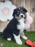Australische herder pups / Aussi pup / Australian Shepherds, Dieren en Toebehoren, Parvo, België, 8 tot 15 weken, Meerdere