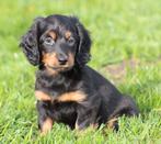 Chiots teckel, Animaux & Accessoires, Chiens | Teckels & Bassets, Chien (mâle), Belgique, Poils longs, Plusieurs