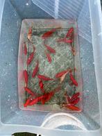 Goudvissen, Dieren en Toebehoren