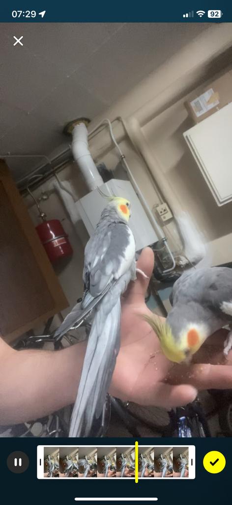 Tam valkparkieten, Tam