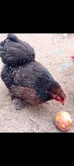 Cochin kippen, Dieren en Toebehoren, Pluimvee, Vrouwelijk, Kip