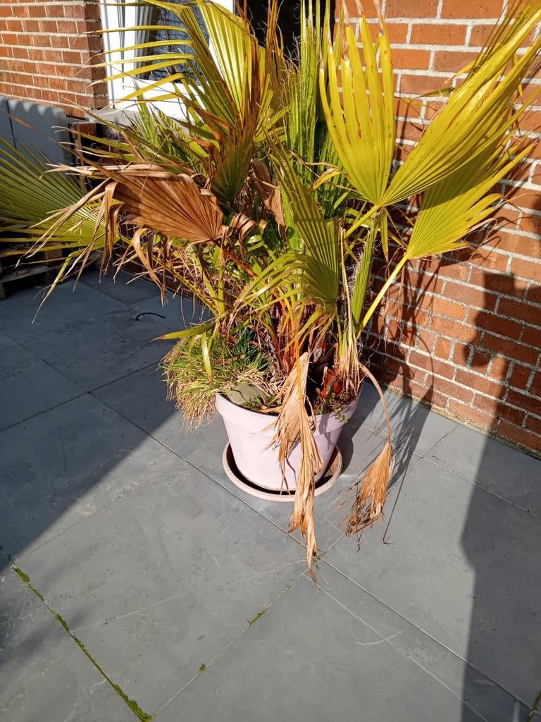 Verschillende planten weg wegens verhuis, Tuin en Terras, Ophalen