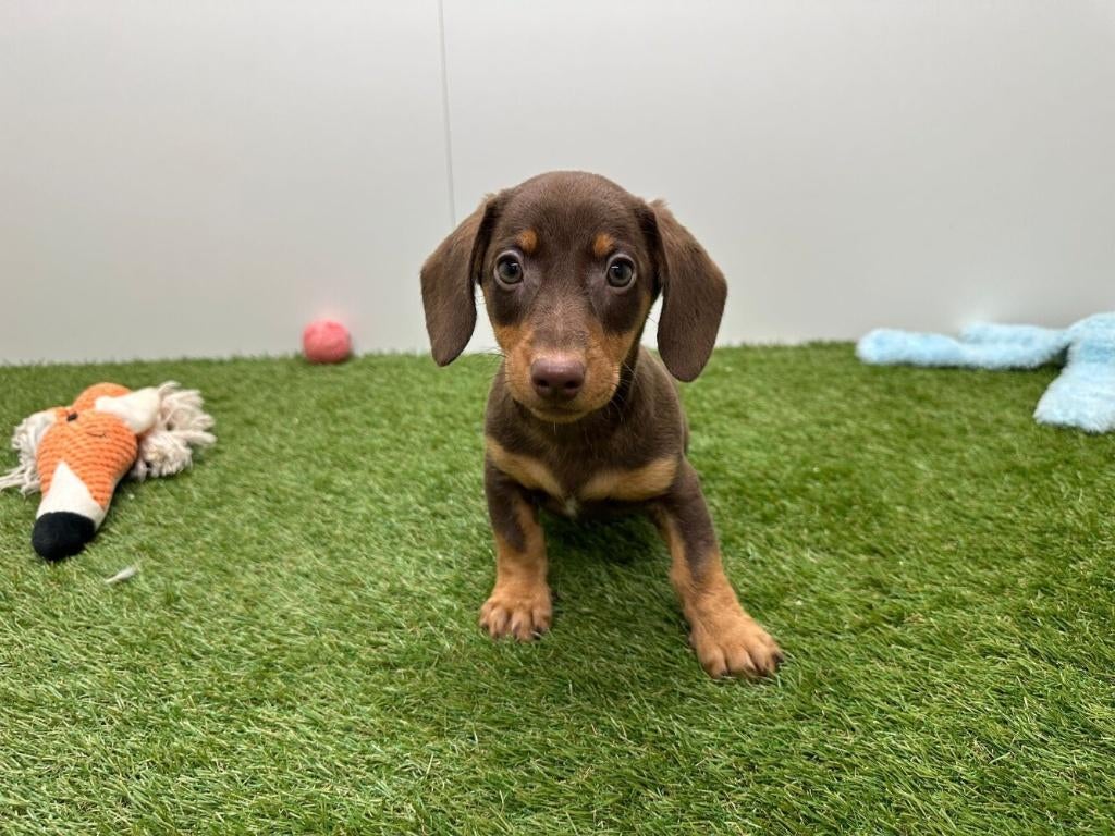 Standaard Teckel pup - gladharig, Dieren en Toebehoren, België, Standaard, Reu, 8 tot 15 weken
