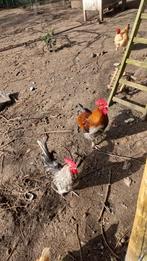 Haantjes te koop, Mannelijk, Kip