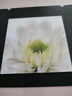 Moderne glazen kader met bloem te koop., Ophalen, Zo goed als nieuw, Overige typen, Minder dan 50 cm