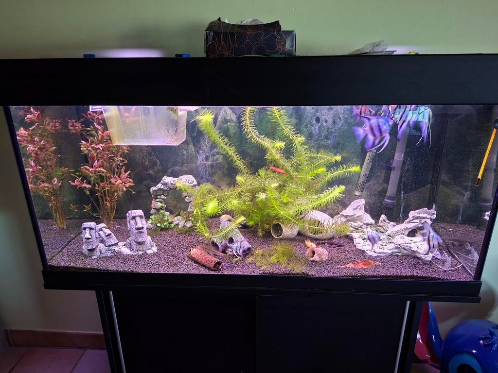 Aquarium à vendre, Animaux & Accessoires, Enlèvement ou Envoi, Accessoires inclus, Comme neuf, Juwel