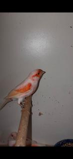 Kanarie, Enlèvement ou Envoi