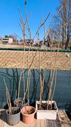 Fluweelbomen in pot., Ophalen, 100 tot 250 cm, In pot