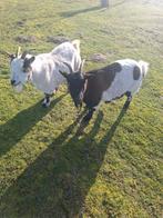 2 tamme geiten te koop