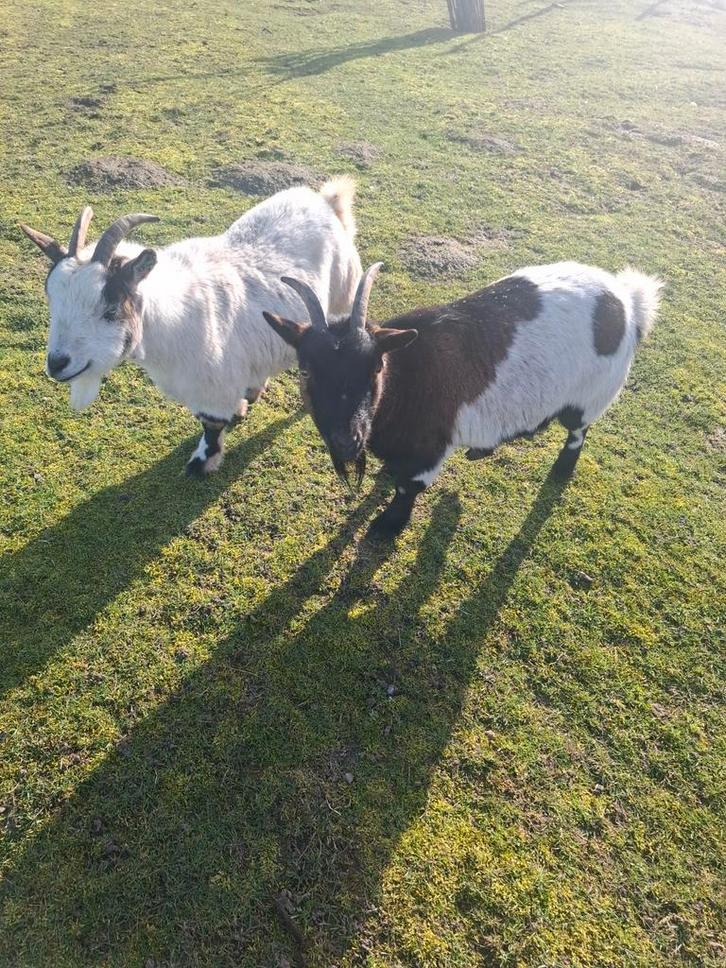 2 tamme geiten te koop, Dieren en Toebehoren, Schapen, Geiten en Varkens