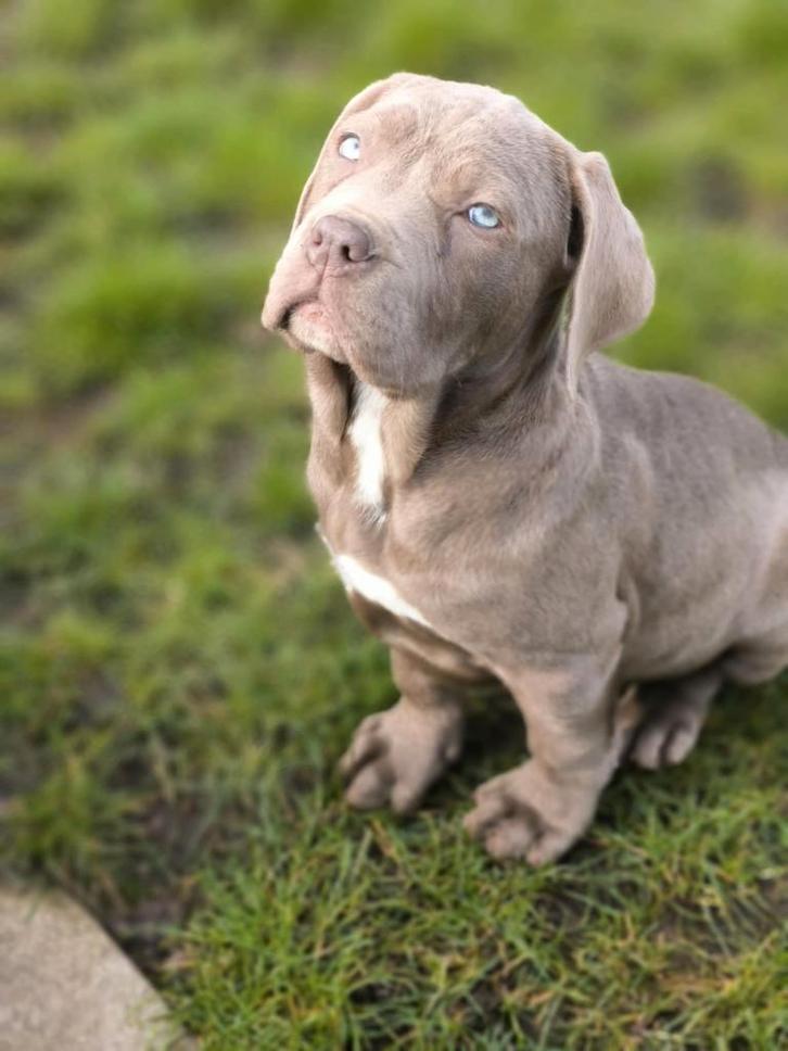 Prachtige Cane corso pup in België geboren., Dieren en Toebehoren, Honden | Bulldogs, Pinschers en Molossers, Teef, Overige rassen