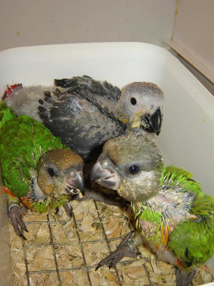 Voor vogels , exoten/tropen/parkieten/papegaaien enzenz., Dieren en Toebehoren, Vogels | Hokken en Kooien, Zo goed als nieuw, Aluminium