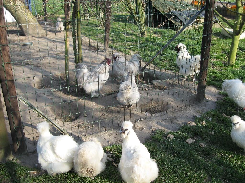 Broedeieren van witte zijdehoenders, Dieren en Toebehoren, Pluimvee