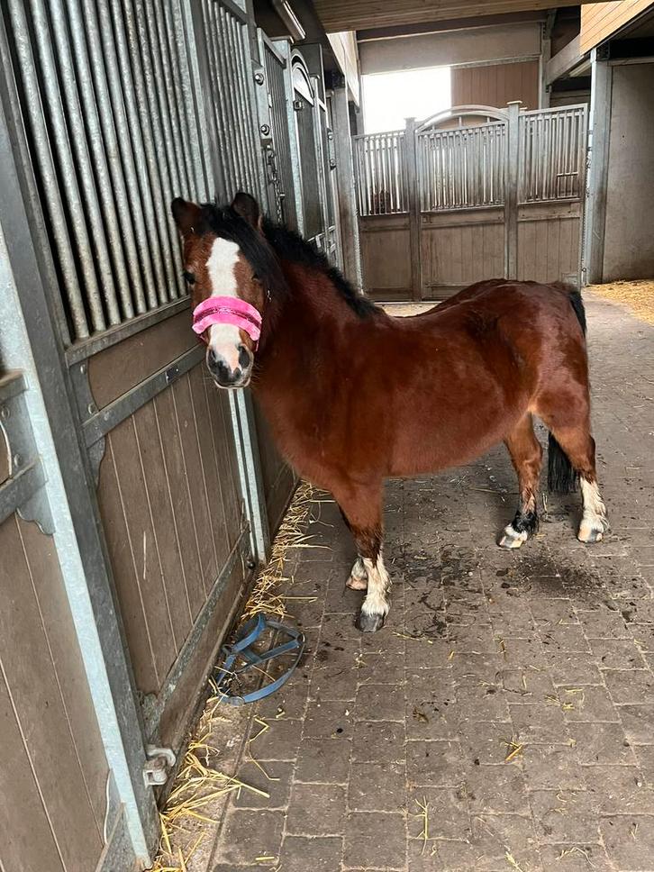 A welsh pony, Dieren en Toebehoren, Pony's, Merrie, Zadelmak, A pony (tot 1.17m), Dressuurpony, 11 jaar of ouder, Gechipt, Ontwormd