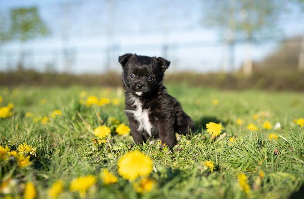 Lieve, unieke pups chihuahua x westie, België, Reu, 8 tot 15 weken, Meerdere