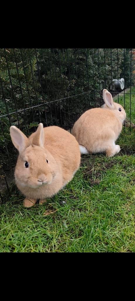 Konijntjes zoeken thuis GRATIS