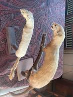 Taxidermie. Foie de renard rouge et crânes de Reebok., Enlèvement, Utilisé