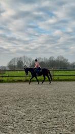 Lieve 3 jarige allrounder merrie, Animaux & Accessoires, Chevaux, Jument