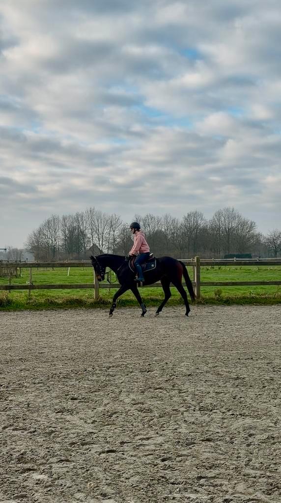 Lieve 3 jarige allrounder merrie, Animaux & Accessoires, Chevaux, Jument