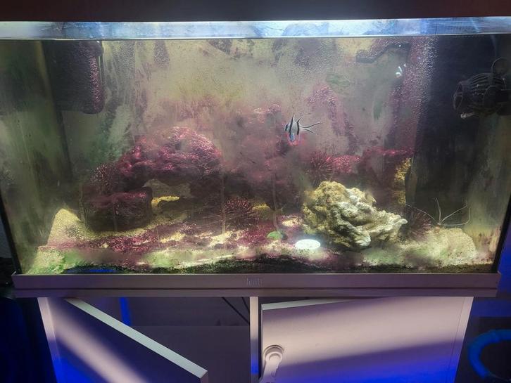 Zee, Dieren en Toebehoren, Vissen | Aquaria en Toebehoren, Zo goed als nieuw, Ophalen of Verzenden