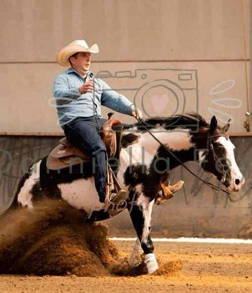 Dekhengst, Dieren en Toebehoren, Paarden en Pony's | Dekhengsten en Fokmerries, Hengst