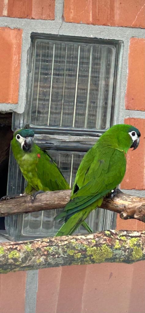 Ara, Amazones, Dieren en Toebehoren, Vogels | Parkieten en Papegaaien, Papegaai, Geringd
